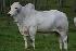 Raca: brahman (corte) rgd: brbr432